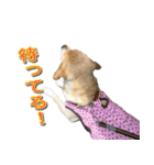 ラブラドールのあいちゃん（個別スタンプ：13）