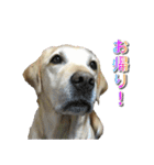 ラブラドールのあいちゃん（個別スタンプ：28）