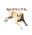 ラブラドールのあいちゃん（個別スタンプ：36）