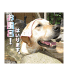 ラブラドールのあいちゃん（個別スタンプ：40）