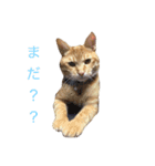 猫 ぶんぶん（個別スタンプ：5）