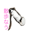 わが家のるーちょん。（個別スタンプ：2）