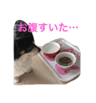 わが家のるーちょん。（個別スタンプ：3）