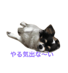 わが家のるーちょん。（個別スタンプ：4）