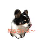 わが家のるーちょん。（個別スタンプ：6）