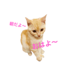 茶とら三兄弟（個別スタンプ：1）