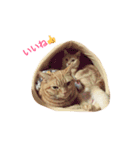 茶とら三兄弟（個別スタンプ：7）