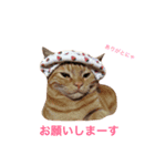 茶とら三兄弟（個別スタンプ：12）