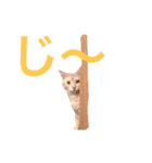 茶とら三兄弟（個別スタンプ：14）