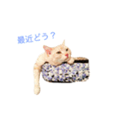 茶とら三兄弟（個別スタンプ：15）