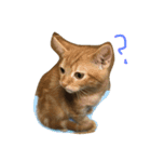 子猫と老犬（個別スタンプ：1）