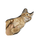 子猫と老犬（個別スタンプ：3）
