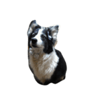 子猫と老犬（個別スタンプ：5）