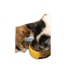 子猫と老犬（個別スタンプ：7）