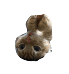 子猫と老犬（個別スタンプ：8）