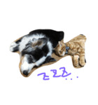 子猫と老犬（個別スタンプ：9）