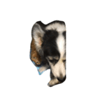 子猫と老犬（個別スタンプ：10）