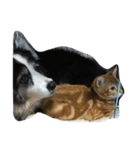 子猫と老犬（個別スタンプ：11）