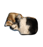 子猫と老犬（個別スタンプ：12）