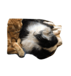 子猫と老犬（個別スタンプ：14）