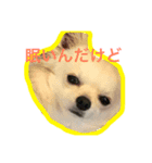 チワワのそら（個別スタンプ：3）