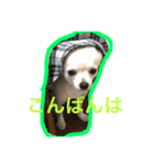 チワワのそら（個別スタンプ：4）