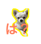 チワワのそら（個別スタンプ：6）