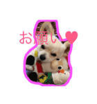 チワワのそら（個別スタンプ：7）