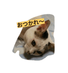 ミクさん（個別スタンプ：1）