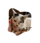 ミクさん（個別スタンプ：2）