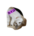 ミクさん（個別スタンプ：3）
