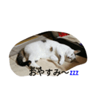 ミクさん（個別スタンプ：4）