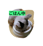 ミクさん（個別スタンプ：5）