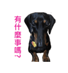 Happy Dog's Life（個別スタンプ：1）