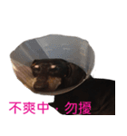 Happy Dog's Life（個別スタンプ：2）