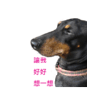 Happy Dog's Life（個別スタンプ：3）