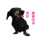 Happy Dog's Life（個別スタンプ：4）