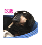 Happy Dog's Life（個別スタンプ：5）
