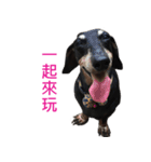 Happy Dog's Life（個別スタンプ：6）