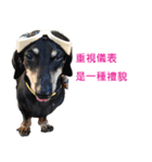 Happy Dog's Life（個別スタンプ：7）