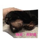 Happy Dog's Life（個別スタンプ：8）