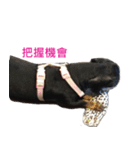 Happy Dog's Life（個別スタンプ：9）