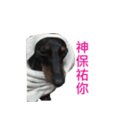 Happy Dog's Life（個別スタンプ：10）