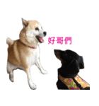 Happy Dog's Life（個別スタンプ：11）