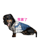 Happy Dog's Life（個別スタンプ：12）