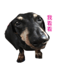 Happy Dog's Life（個別スタンプ：13）
