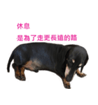 Happy Dog's Life（個別スタンプ：14）
