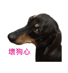 Happy Dog's Life（個別スタンプ：16）