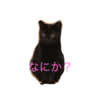 黒猫クロエだよ！（個別スタンプ：3）