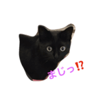 黒猫クロエだよ！（個別スタンプ：4）